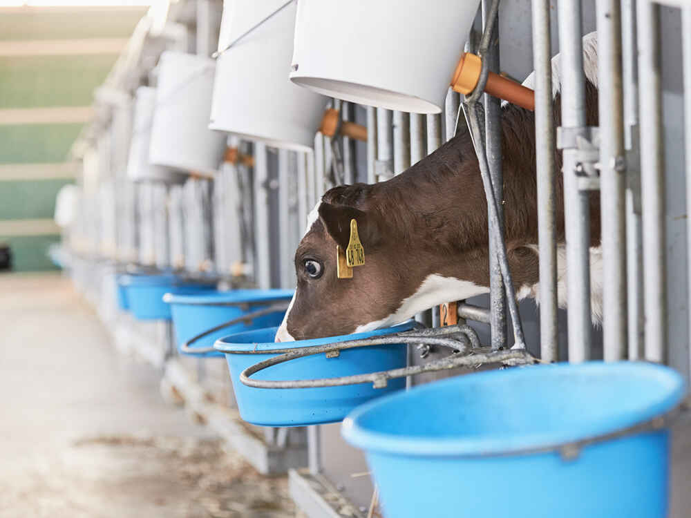 The successful path for ruminants