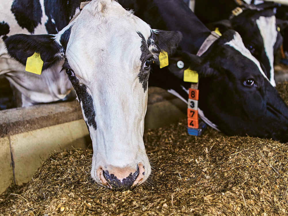 SCHAUMANN ENERGY PRO – The feed fat for increased performance and fertility