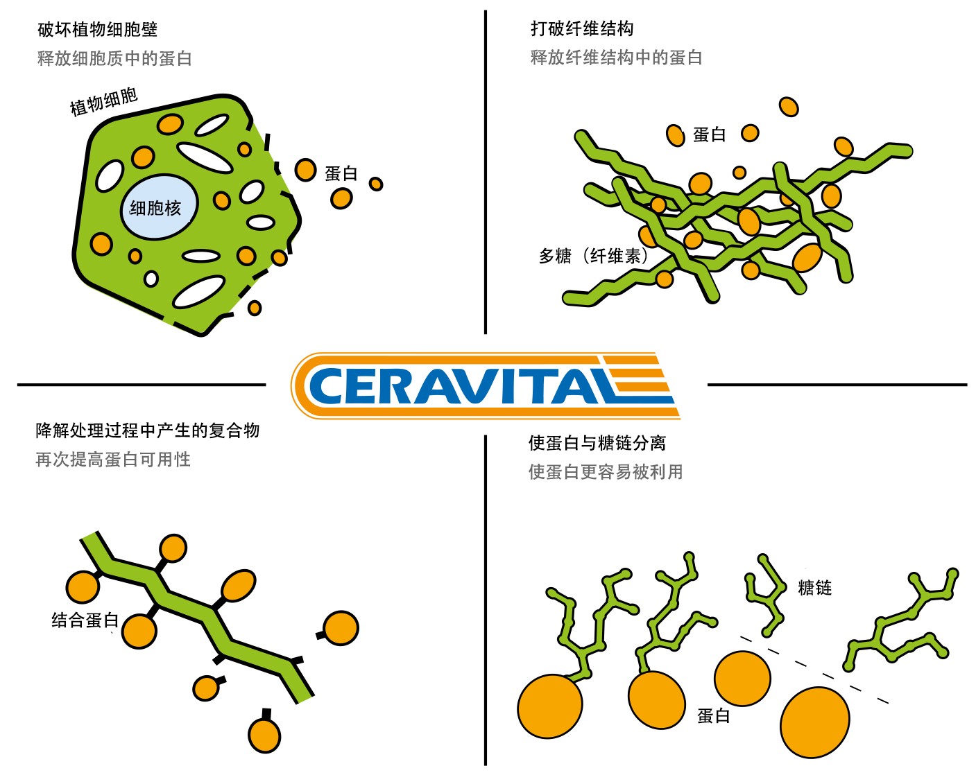 Effects of CERAVITAL XP