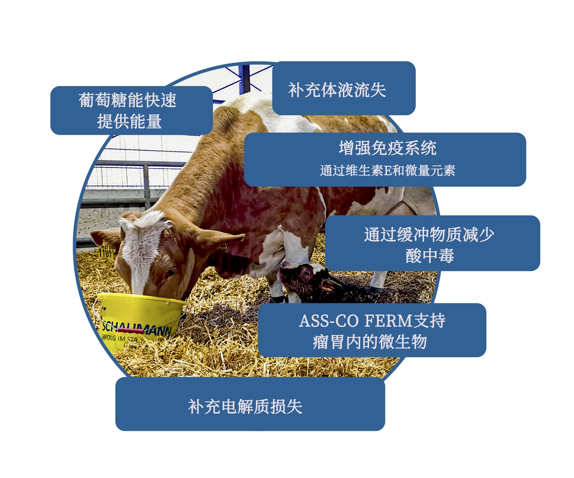 RINDAVITAL ENERGIETRUNK provides support during calving