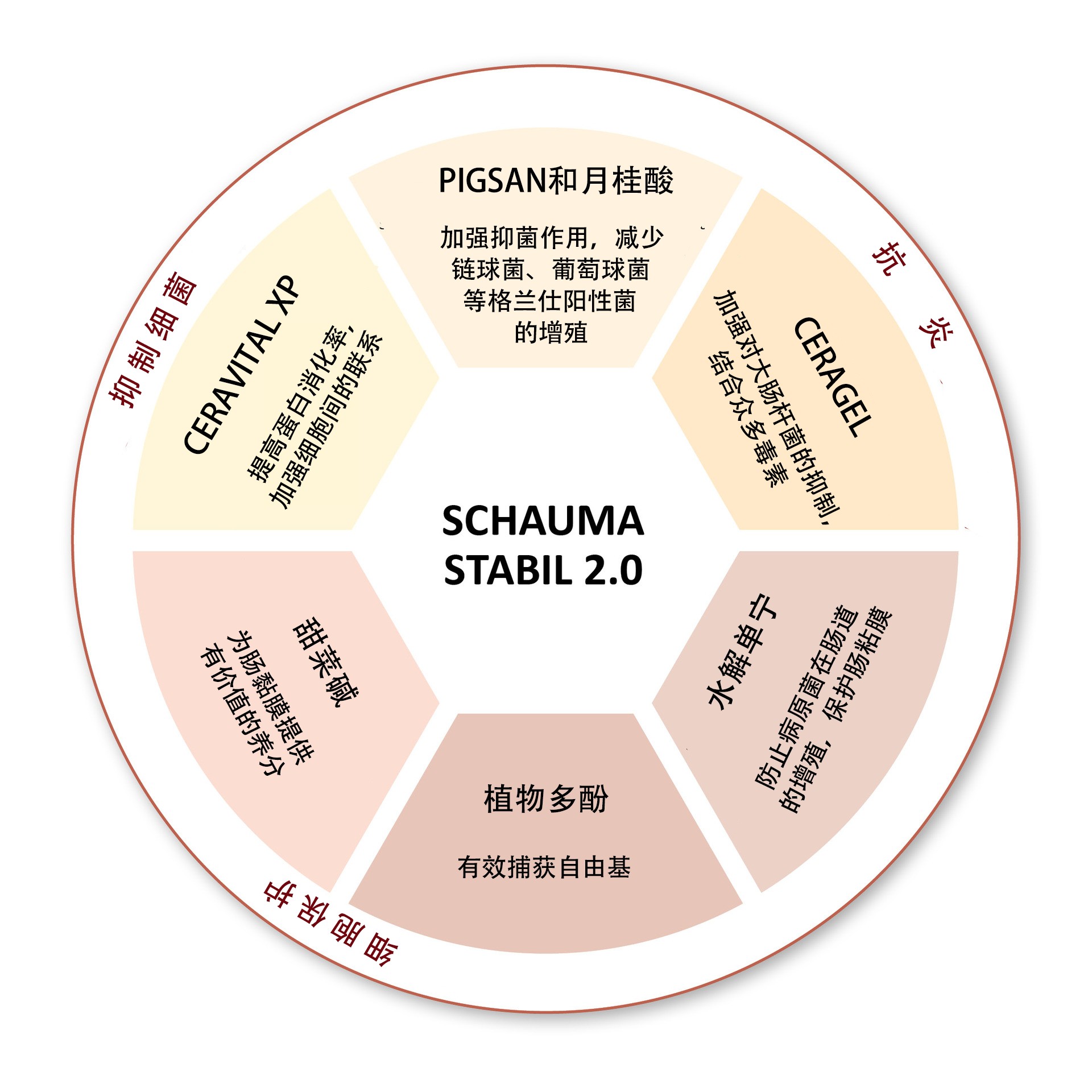 SCHAUMA STABIL 2.0 - Plan of action