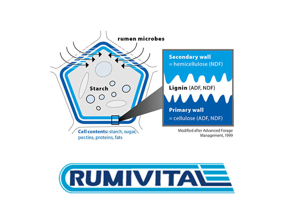 RUMIVITAL