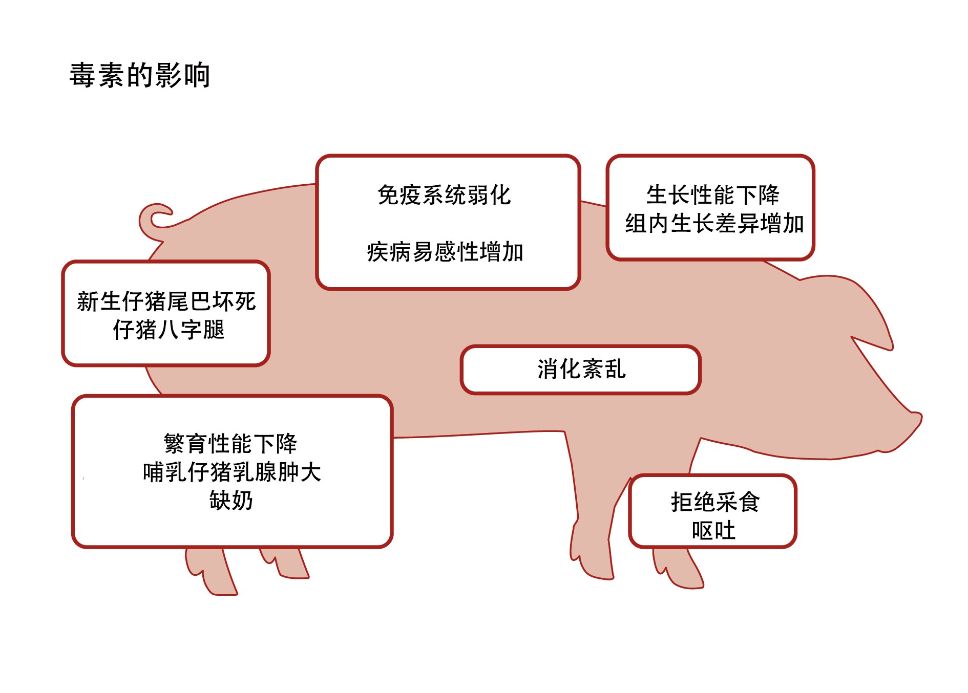 Effects of toxins on pigs