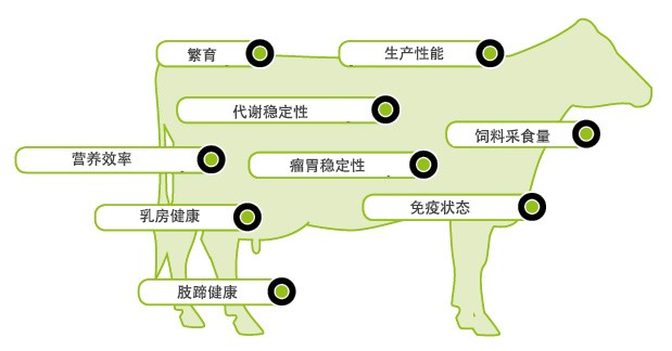 AMINOTRACE in cattle feed