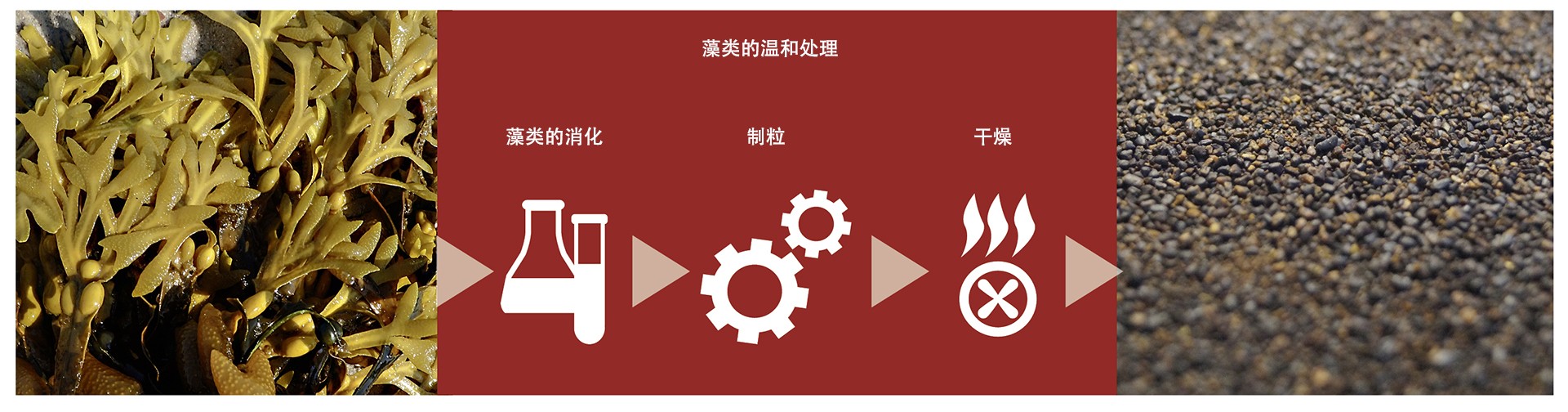 From brown algae to fi nished products: The origin of CERAGEL